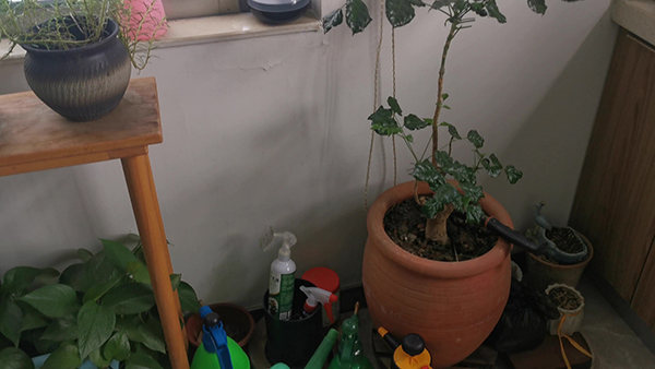 鸭炖菜干怎么做 