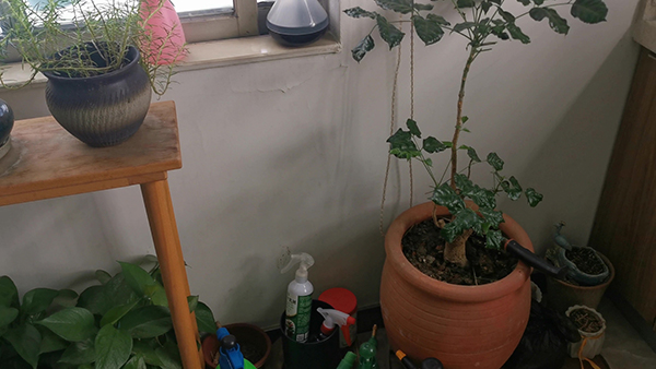 我国著名黄酒 中国著名的黄酒有哪两种