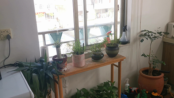 重茬迎茬对大豆产量和品质都有哪些影响 