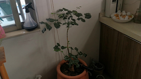 口袋妖怪漆黑的魅影进化表 口袋妖怪漆黑的魅影进化大全