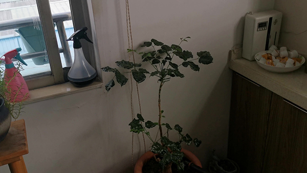 烟雨江湖剑刃在哪里 烟雨江湖30级剑在哪里打造