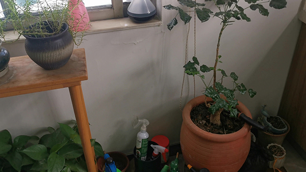 油炸素丸子的做法 油炸素丸子的做法和配料