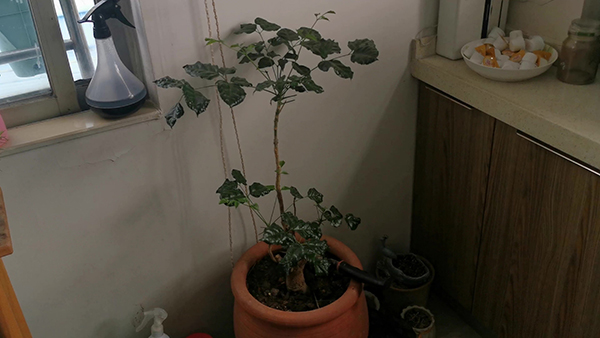 宝宝感冒可以用艾叶洗澡吗 宝宝感冒了可以用艾叶洗澡吗