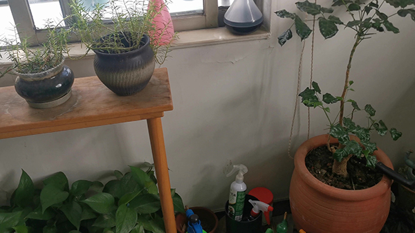 漏网之鱼的意思是什么 漏网之鱼的意思是什么二年级上册