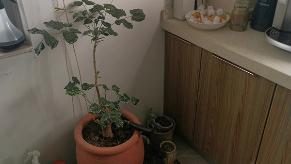 西红柿羊肉煲怎么做最好吃 