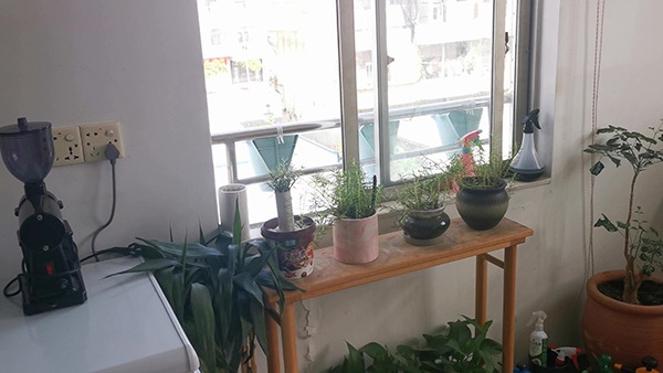 不按交通信号指示通行的怎么处罚 